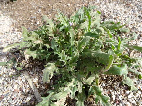 Image of Matthiola parviflora (Schousb.) W. T. Aiton