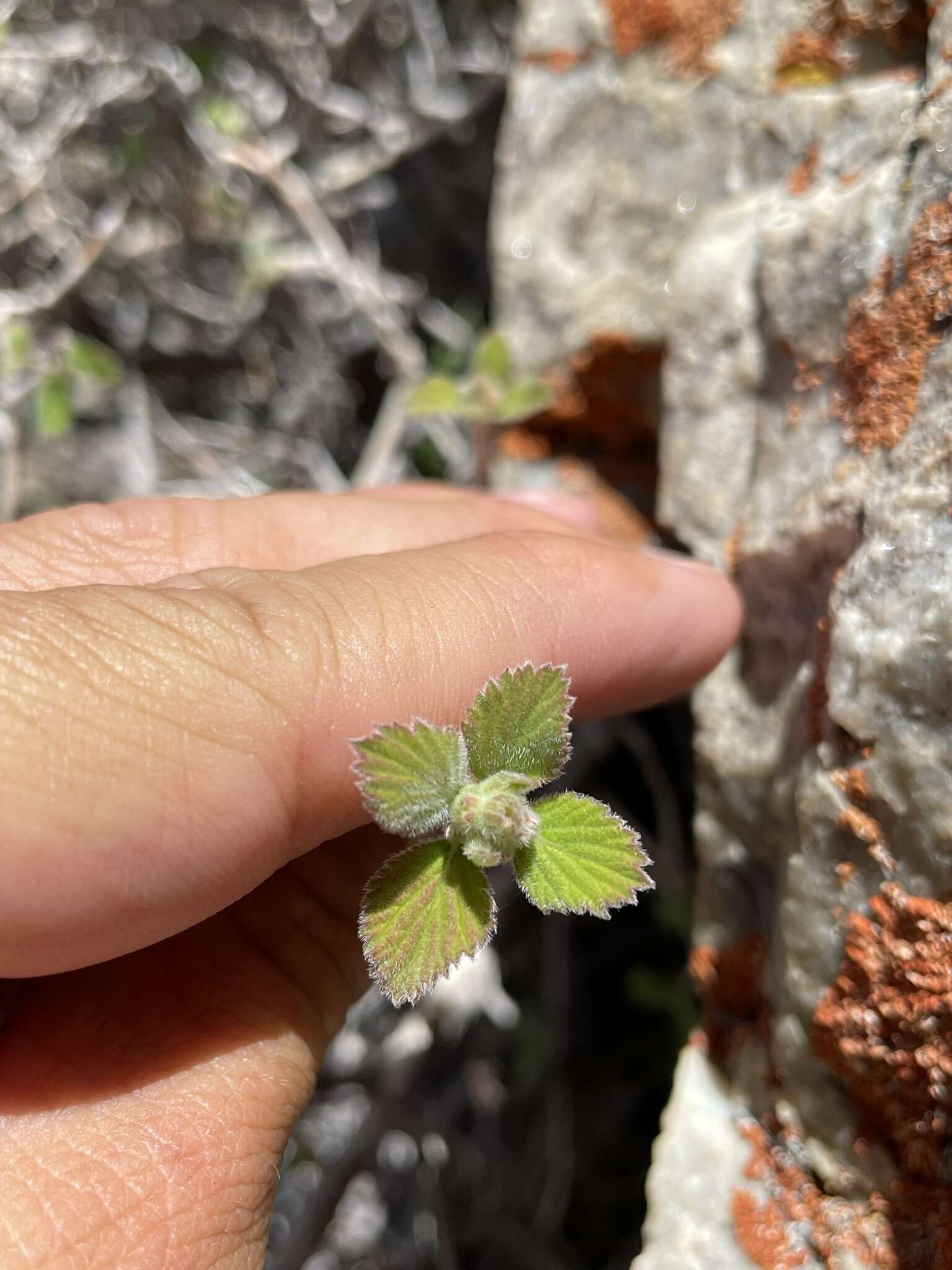 Image of fivepetal cliffbush