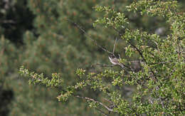 Image de Curruca hortensis (Gmelin & JF 1789)