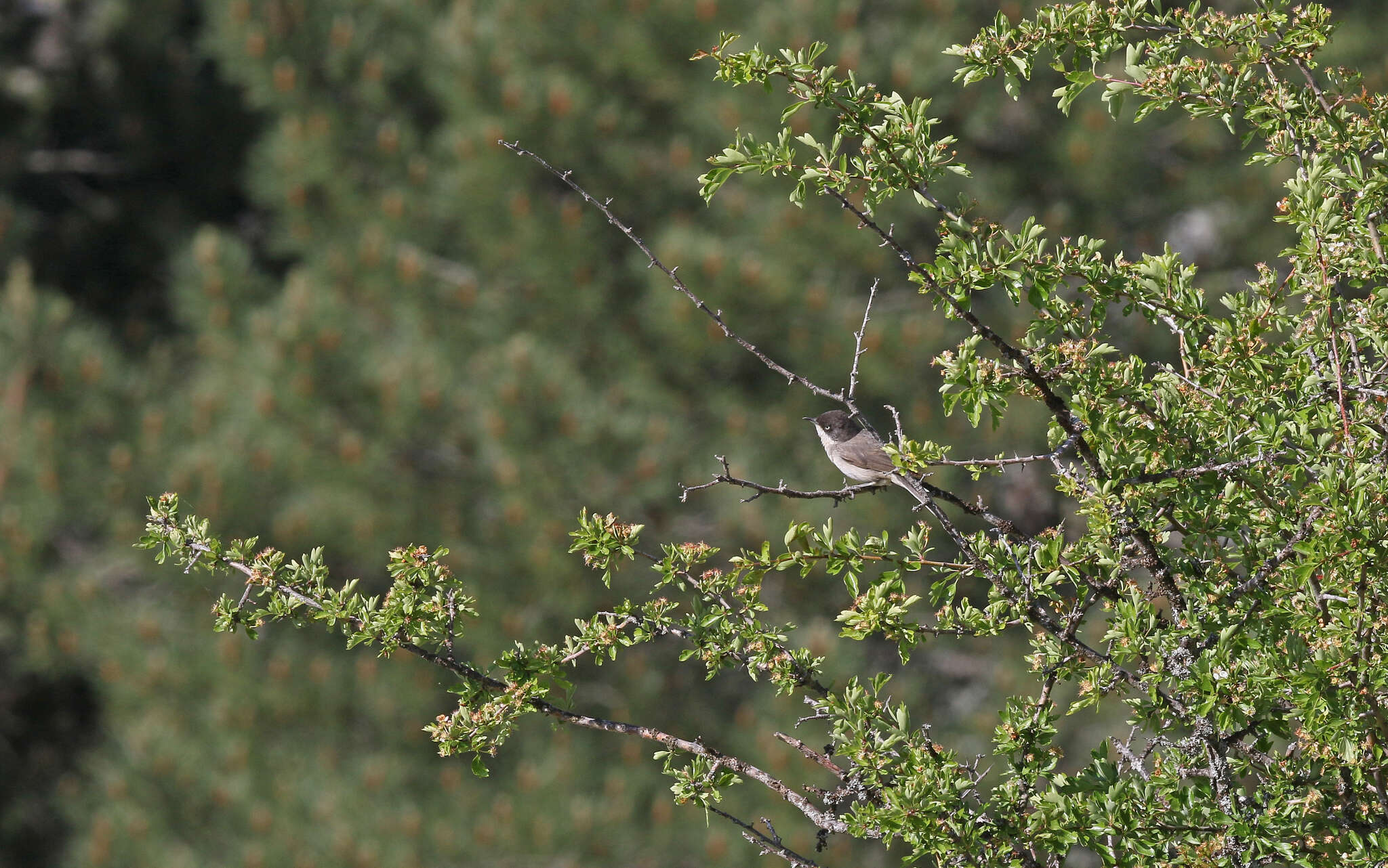 Image of Western Orphean Warbler
