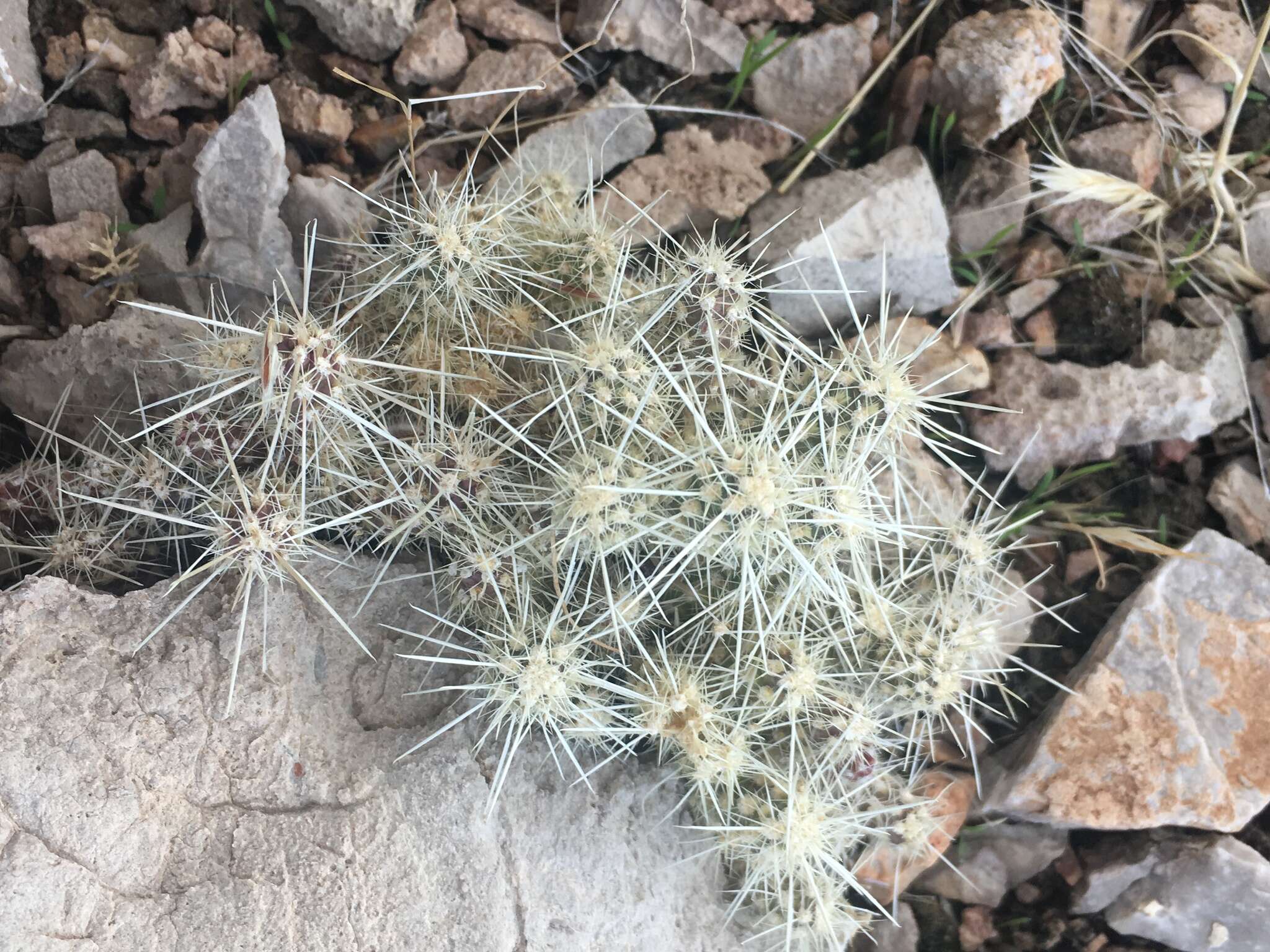 Слика од Cylindropuntia multigeniculata (Clokey) Backeb.