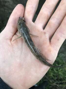 Image of Acanthogobius