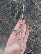 Image of Lycium chilense var. confertifolium (Miers) F. A. Barkley