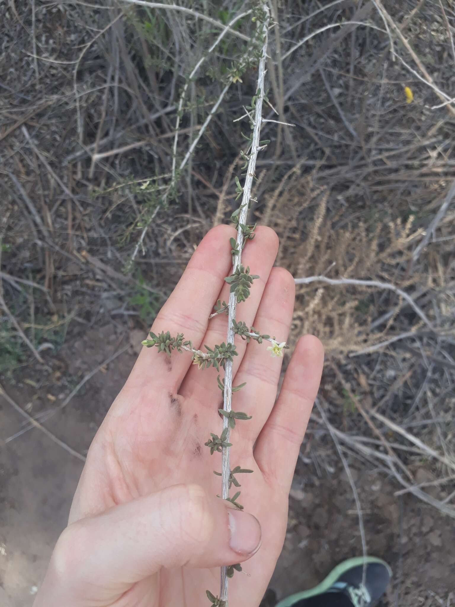 Image of Lycium chilense var. confertifolium (Miers) F. A. Barkley