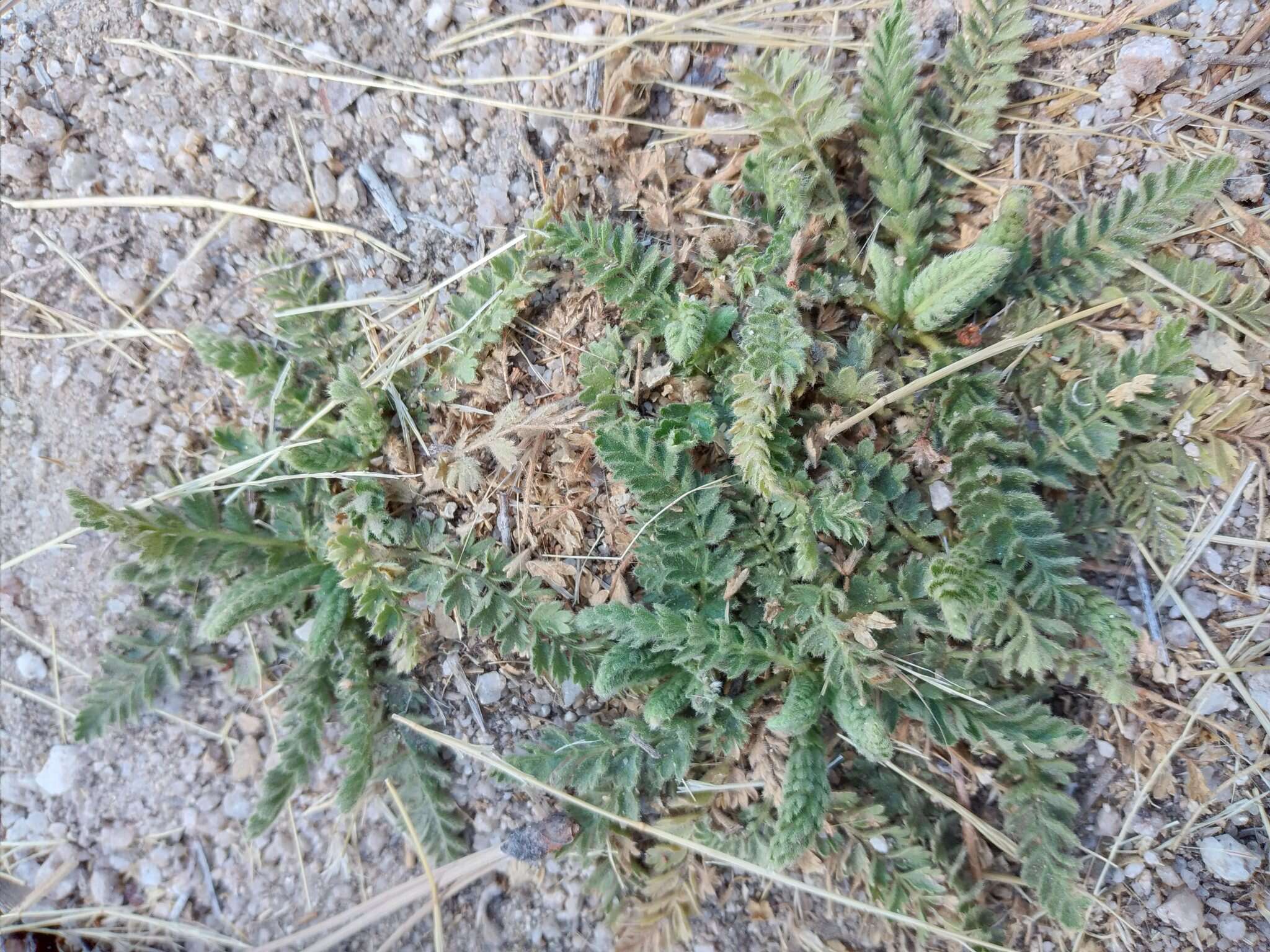 Image of Horkelia clevelandii var. brevibracteata