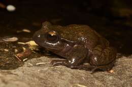 Image of Alsodes cantillanensis Charrier, Correa-Quezada, Castro & Méndez-Torres 2015