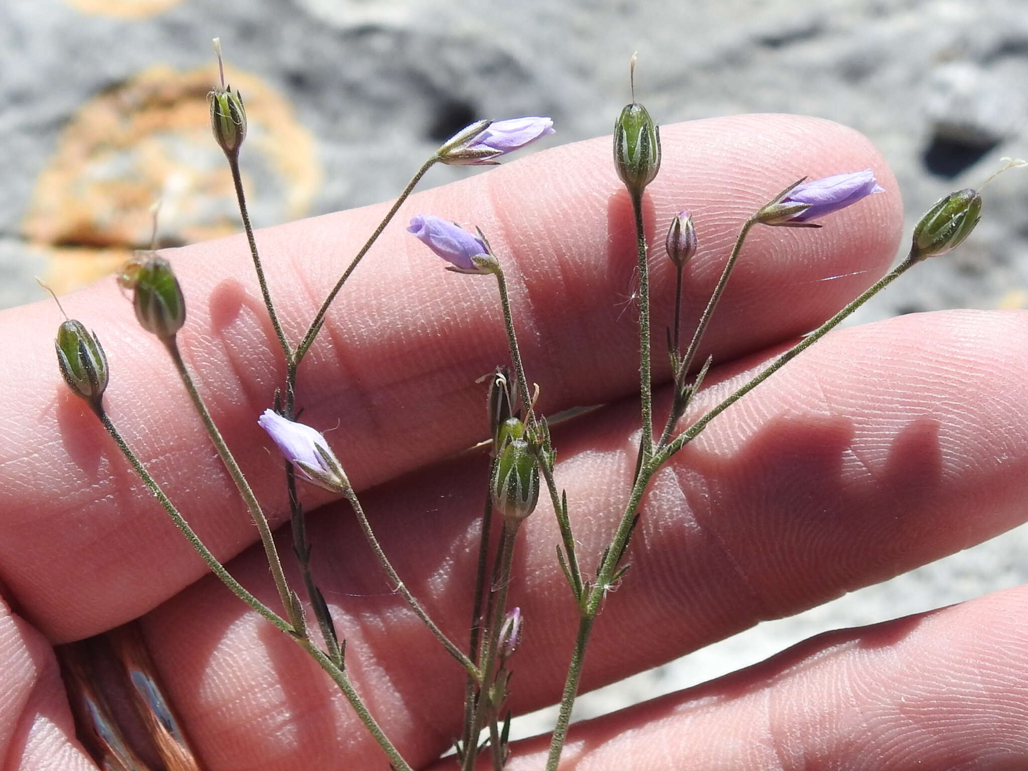 Image of splitleaf gilia