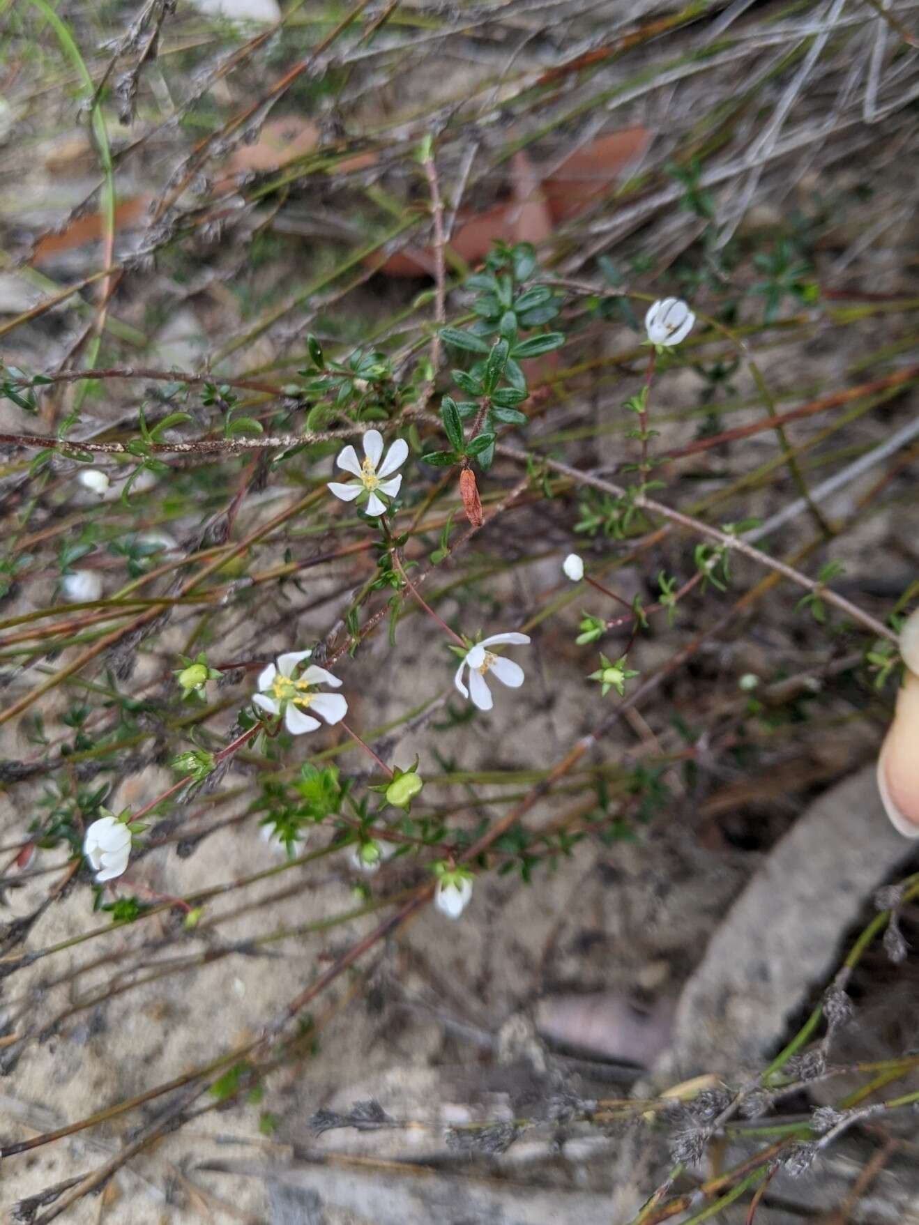 Sivun Bauera microphylla Sieber ex DC. kuva