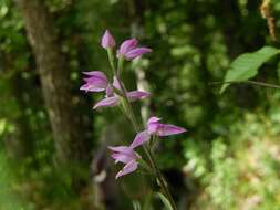 Слика од Cephalanthera rubra (L.) Rich.