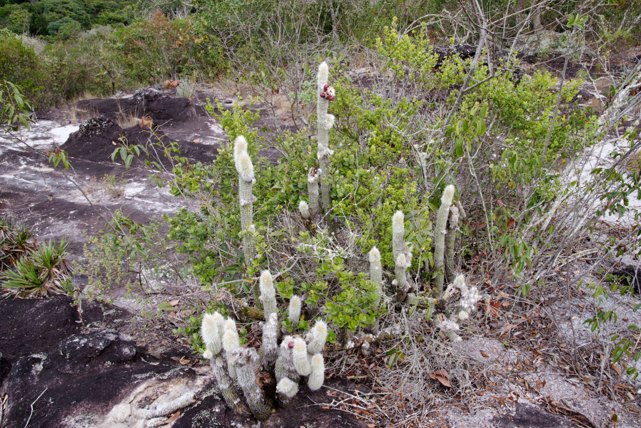 Image of Pilosocereus aurisetus (Werderm.) Byles & G. D. Rowley