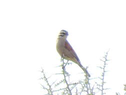 Image of Emberiza capensis cinnamomea (Lichtenstein & Mhk 1842)