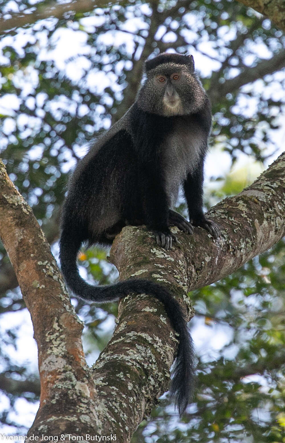 Image of Silver Monkey