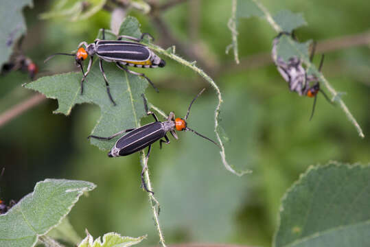 Image of <i>Epicauta waterhousei</i>