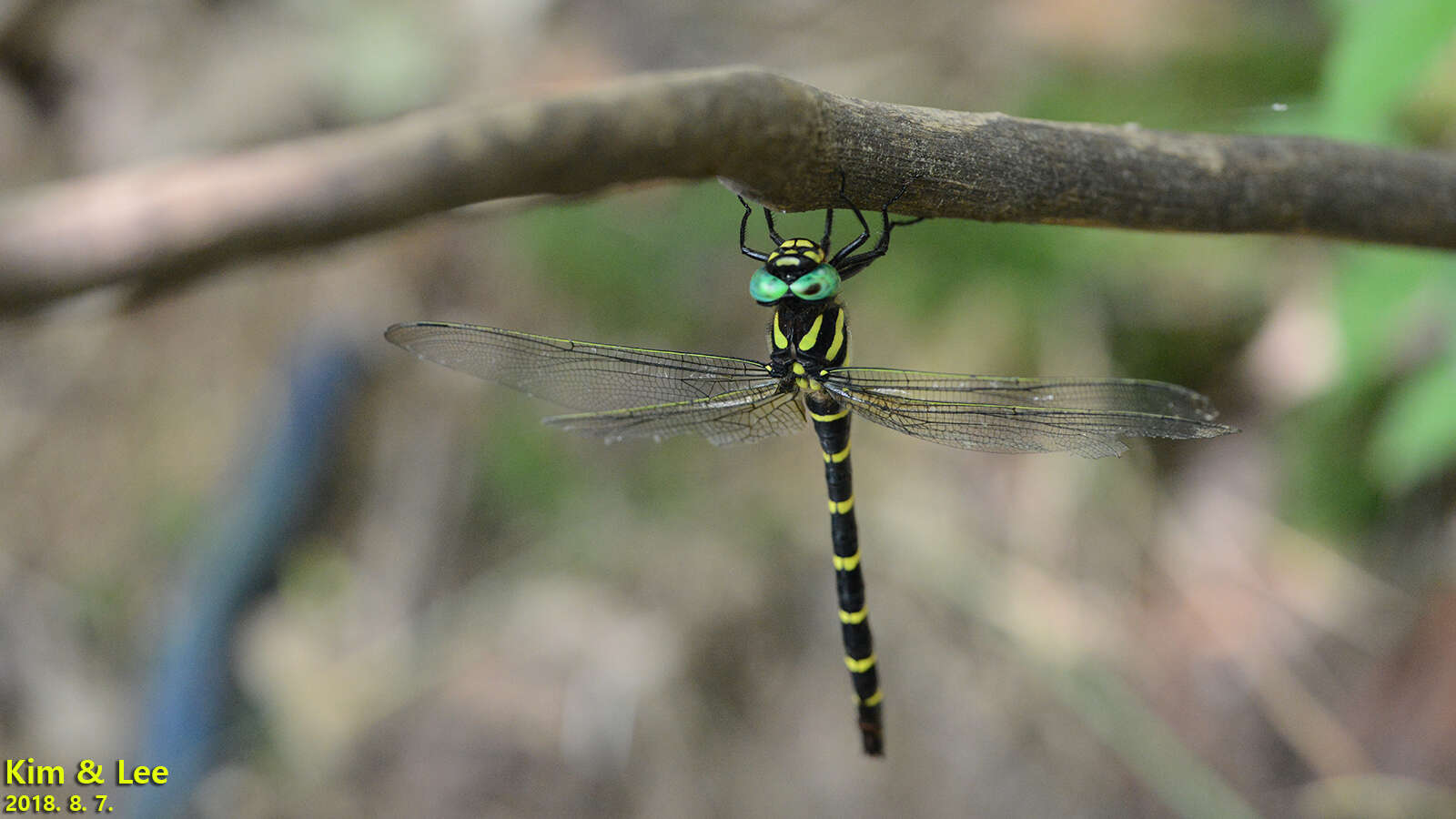 Imagem de Anotogaster sieboldii (Selys 1854)