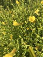 Image of Golden Hedge-Hyssop