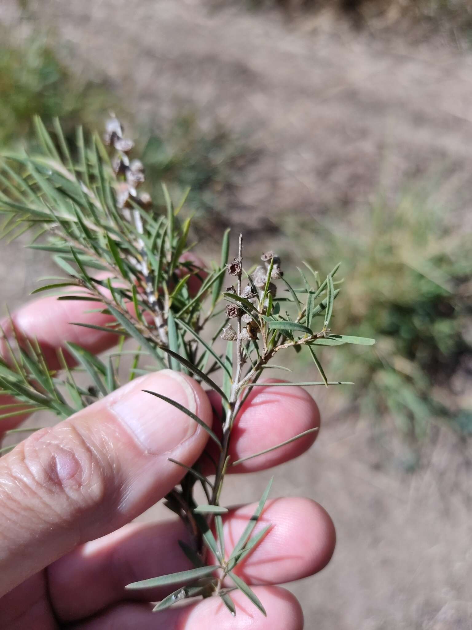 Image de Melaleuca trichostachya Lindl.