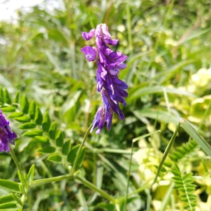 صورة Vicia cracca subsp. incana (Gouan) Rouy