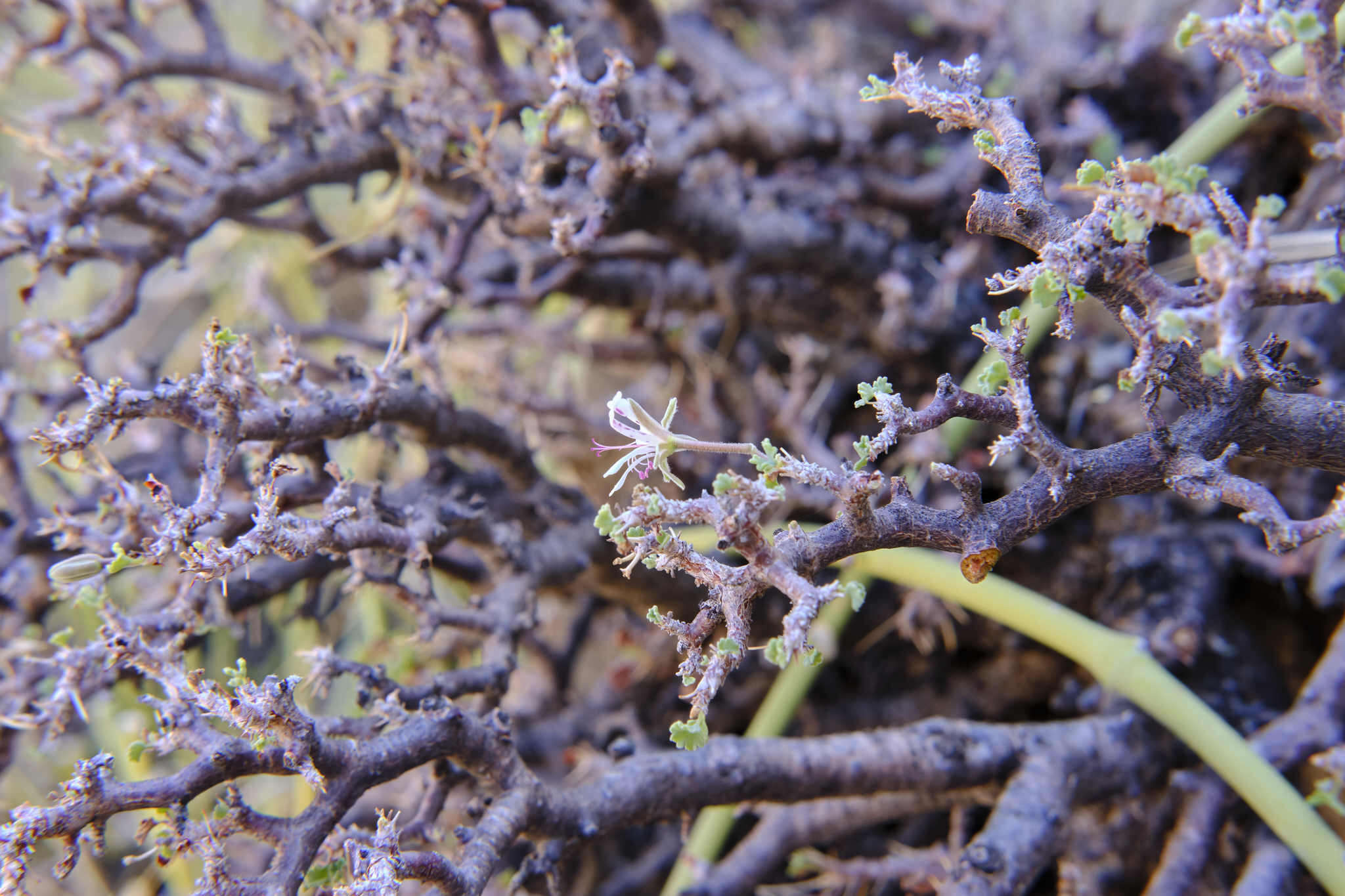 Imagem de Pelargonium xerophyton Schltr. ex Knuth