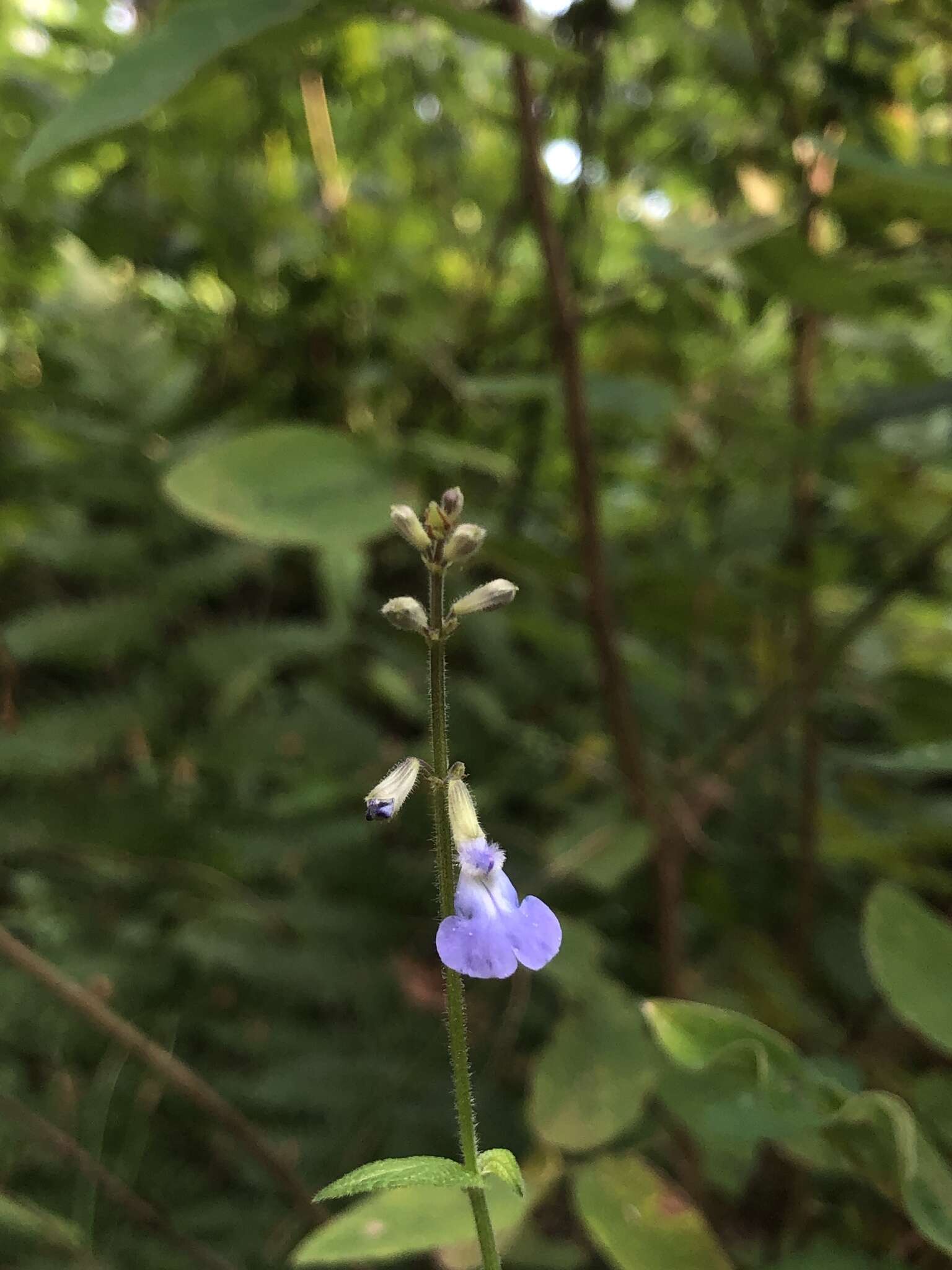 Image of Salvia ramamoorthyana Espejo