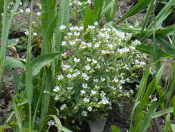 Image of Menzies' campion