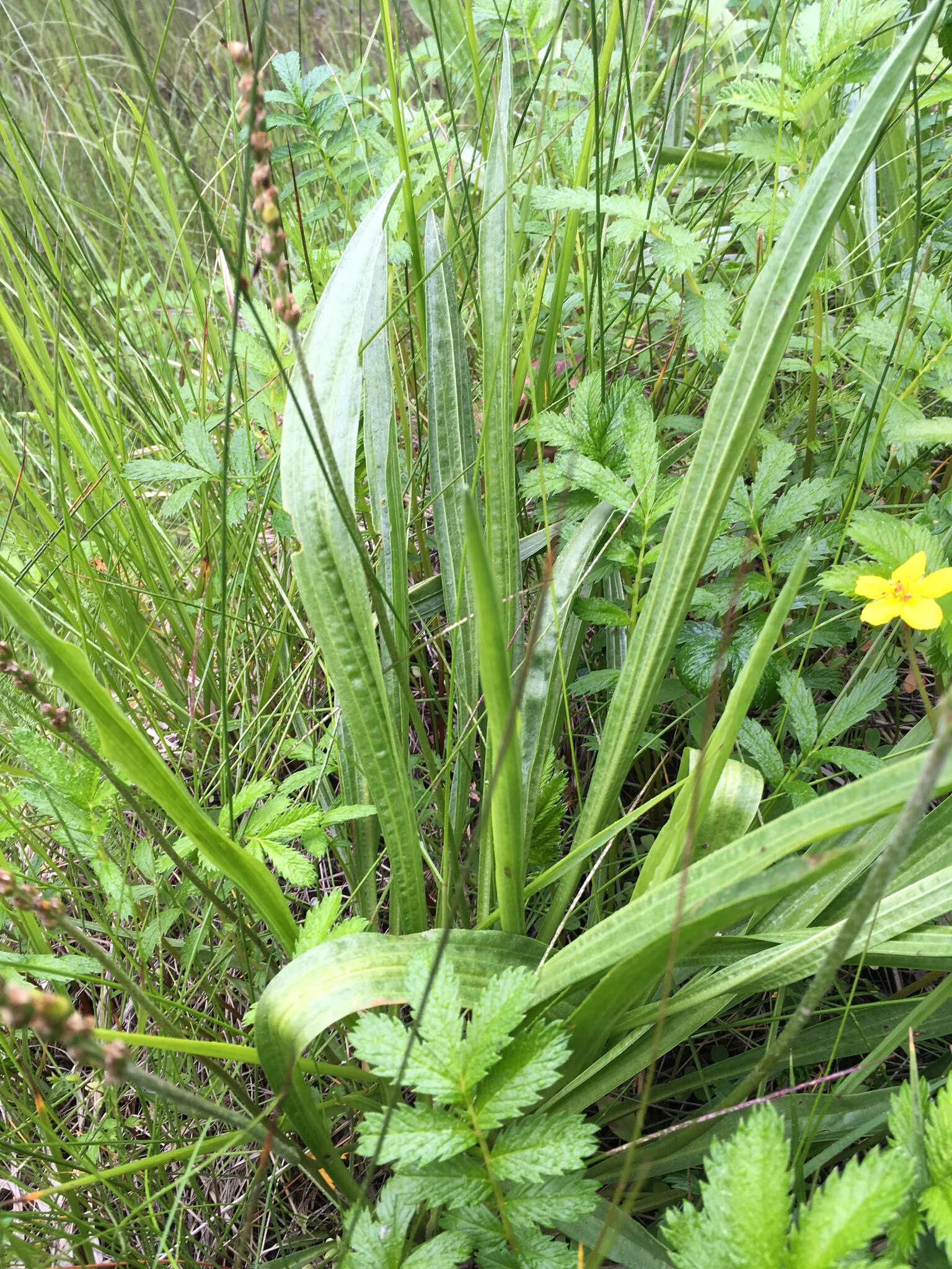 Plantago macrocarpa Cham. & Schltdl. resmi