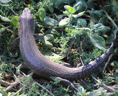 Image of King's Skink