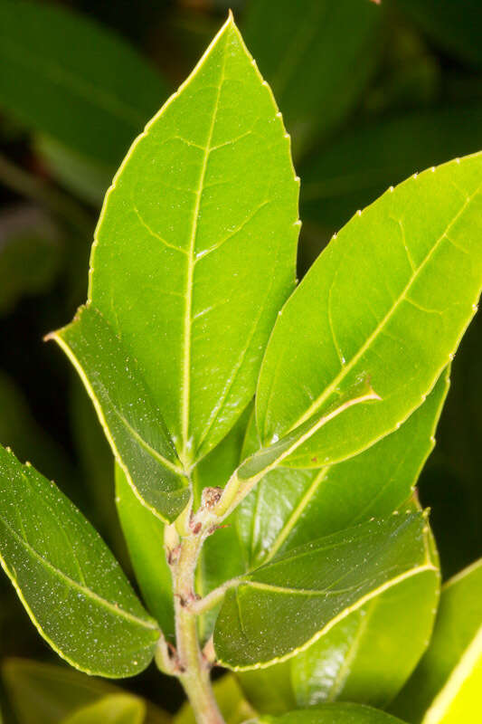 Image of Italian buckthorn