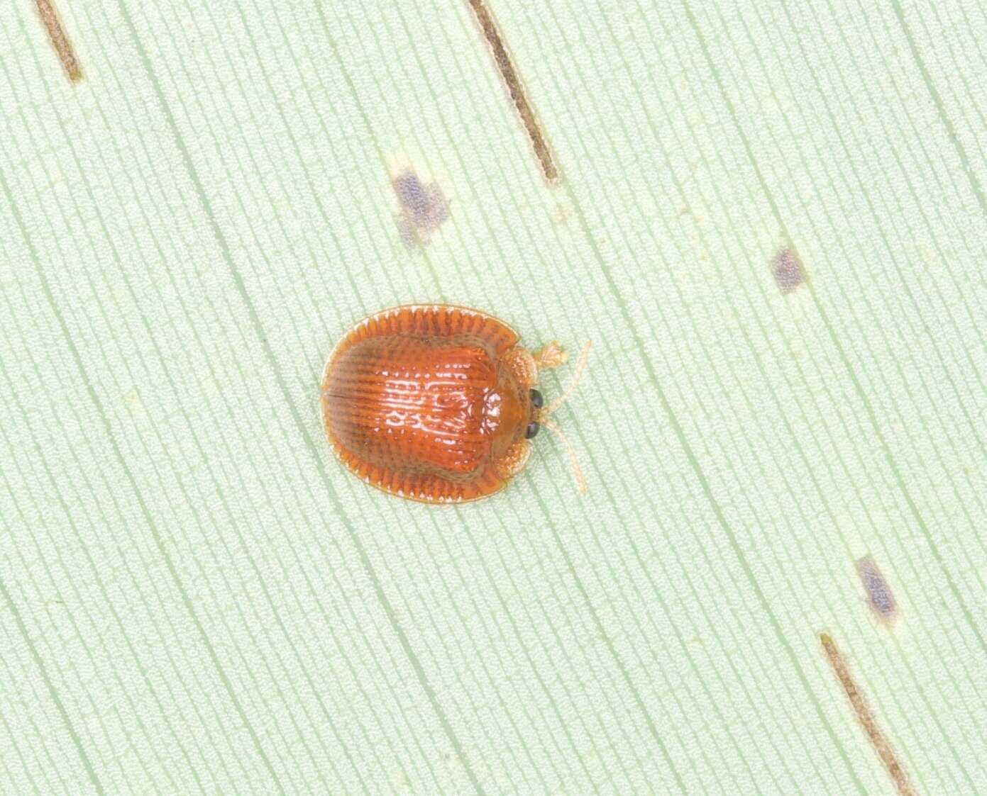 Image of Spaethiella circumdata (Boheman 1850)