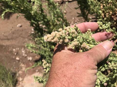 صورة Laennecia coulteri (A. Gray) G. L. Nesom