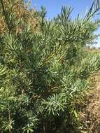 Image of Breede River Yellowwood