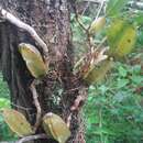 Image of Bulbophyllum coriophorum Ridl.