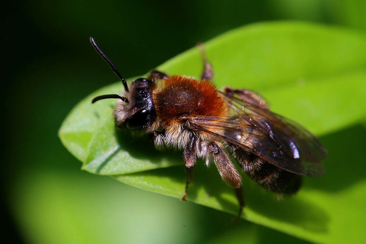 Image of Andrena varians (Kirby 1802)