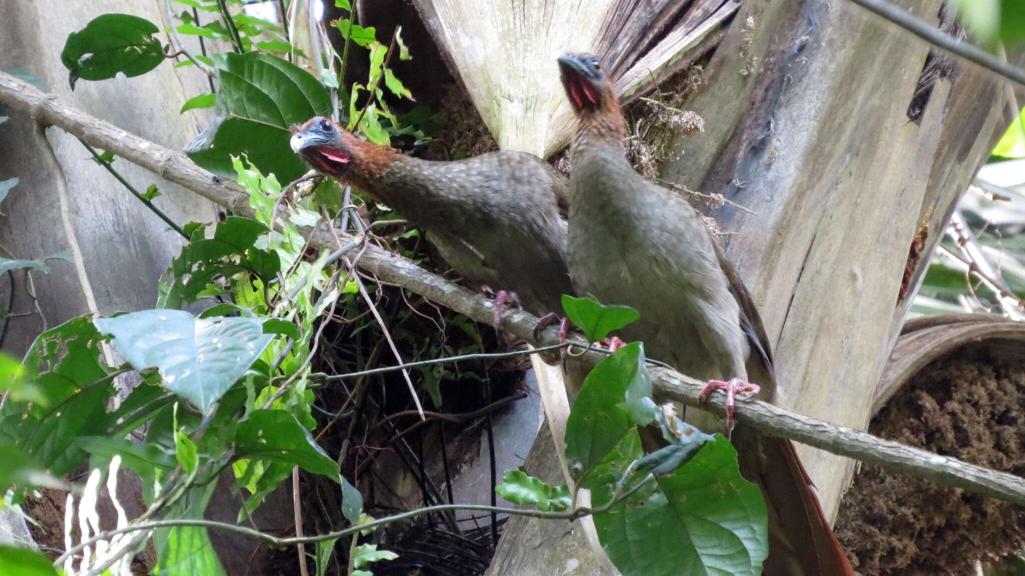 Image of Little Chachalaca