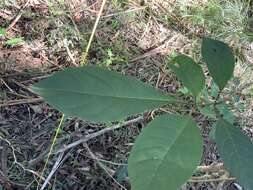 Image of Clerodendrum tomentosum var. tomentosum