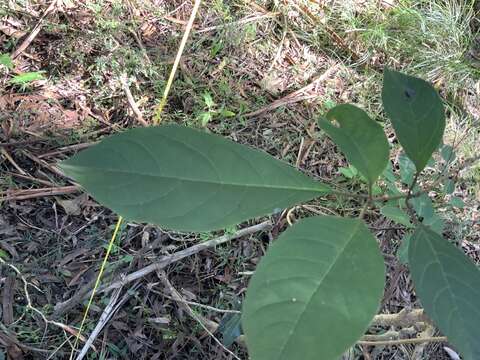 Image of Clerodendrum tomentosum var. tomentosum