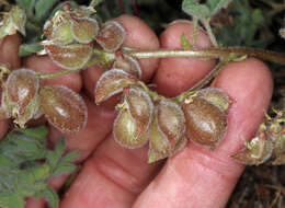 Image of Astragalus pulsiferae var. pulsiferae