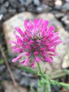 Image of Trifolium dasyurum C. Presl