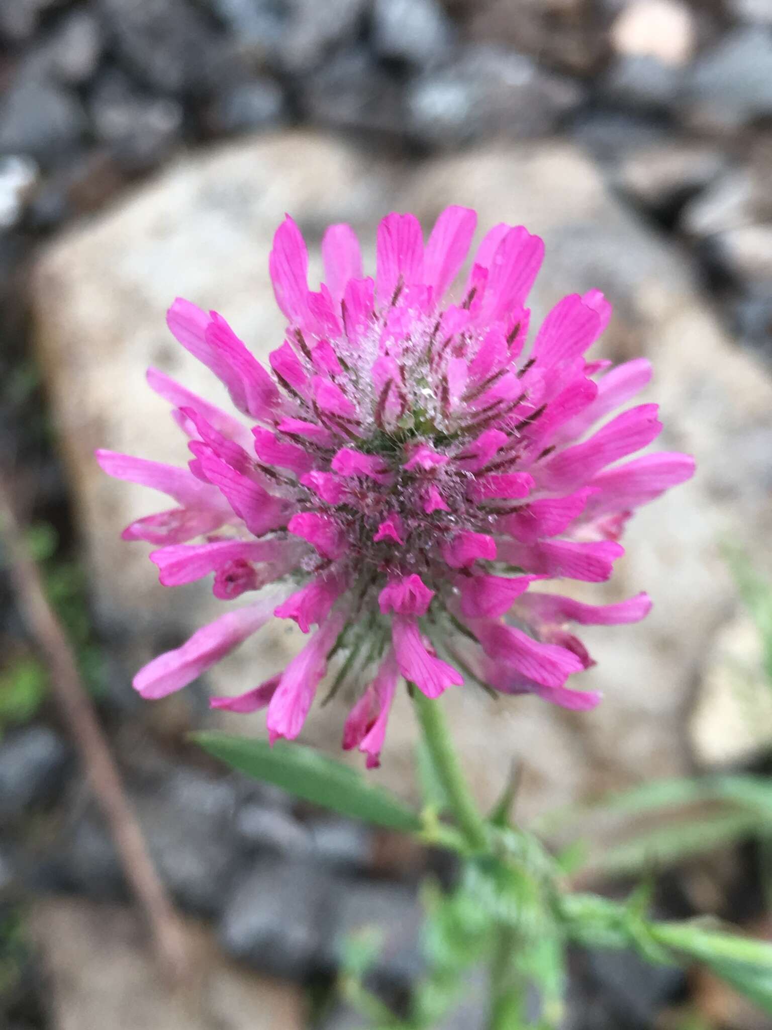 Слика од Trifolium dasyurum C. Presl