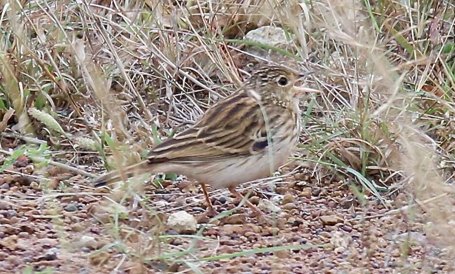 Image of Short-tailed Pipit