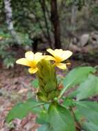 Image of Barleria crossandriformis C. B. Cl.