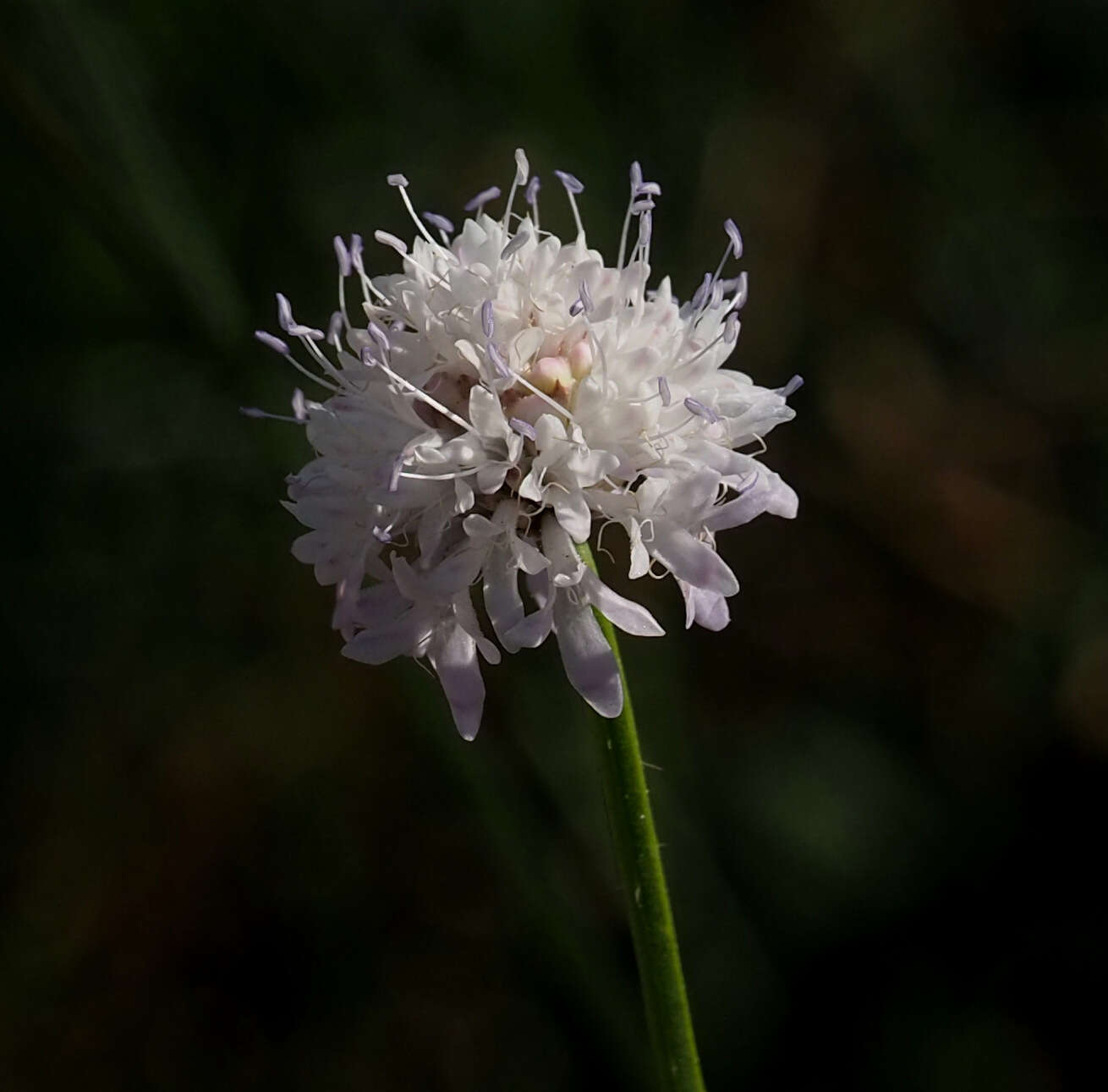 Imagem de Cephalaria joppensis (Rchb.) Coult.