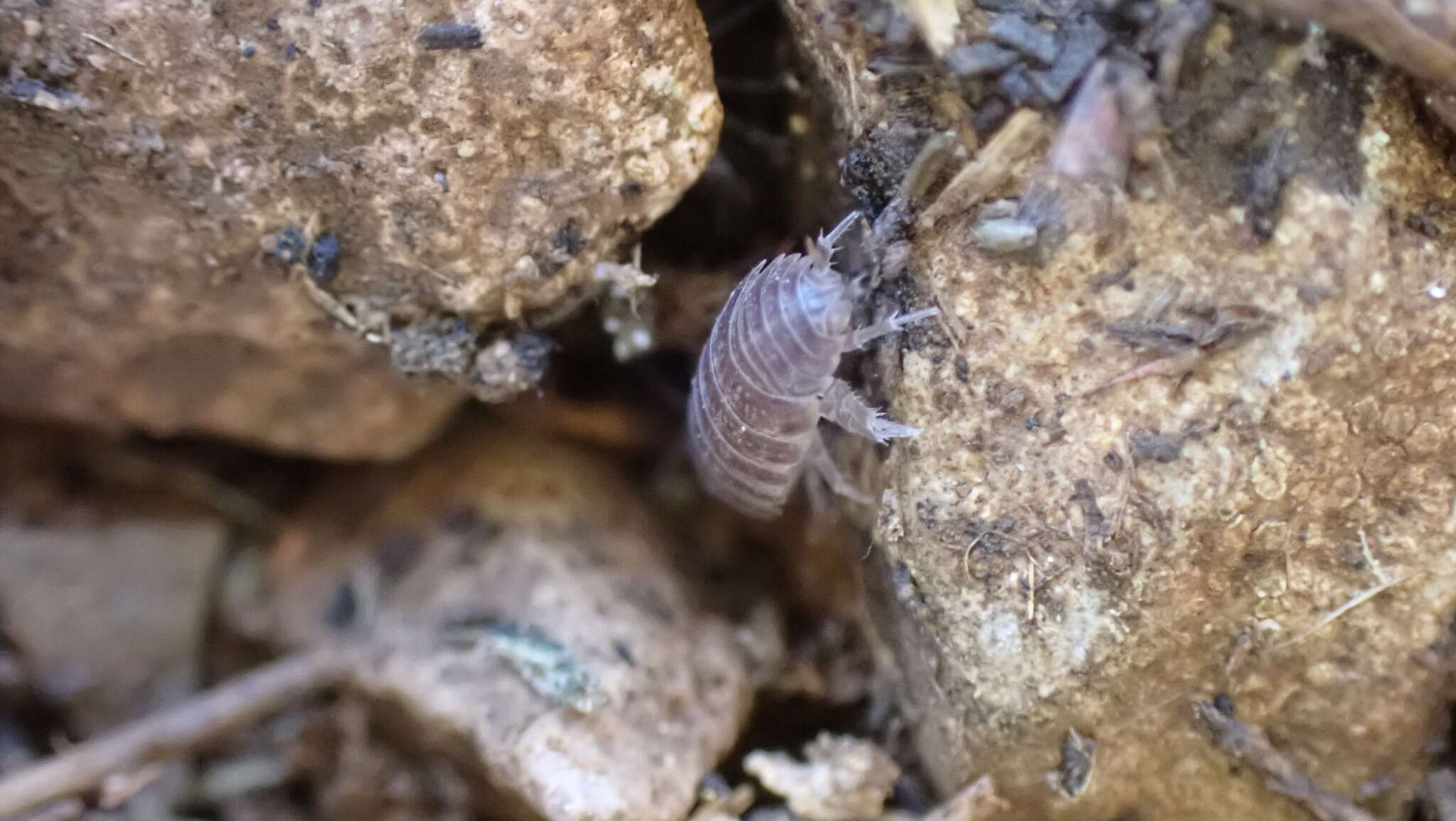 Image of Porcellio gallicus Dollfus 1904