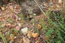 Image of Albuca nathoana (U. Müll.-Doblies & D. Müll.-Doblies) J. C. Manning & Goldblatt