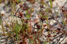 Image of dwarf rush