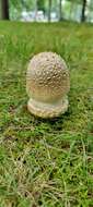 Image of Amanita velatipes G. F. Atk. 1900