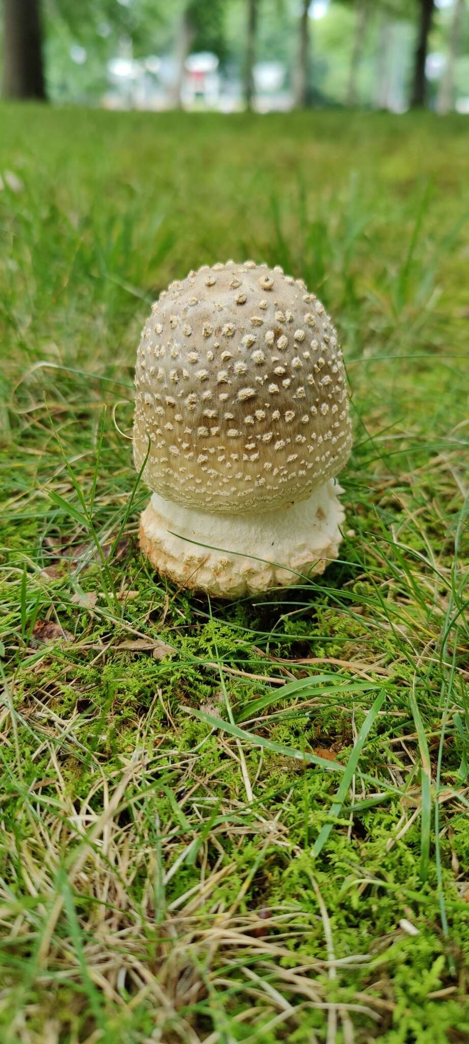 Image of Amanita velatipes G. F. Atk. 1900