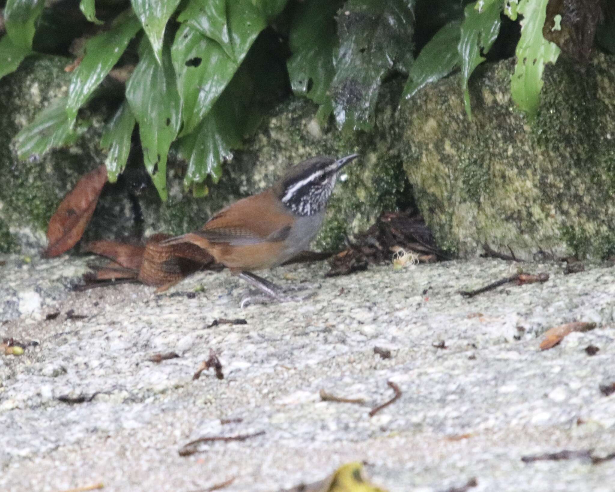 Image of Gray-breasted Wood-Wren