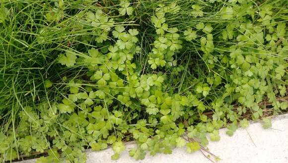 Image of Australian hydrocotyle