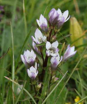 Image de Gentianella germanica subsp. germanica