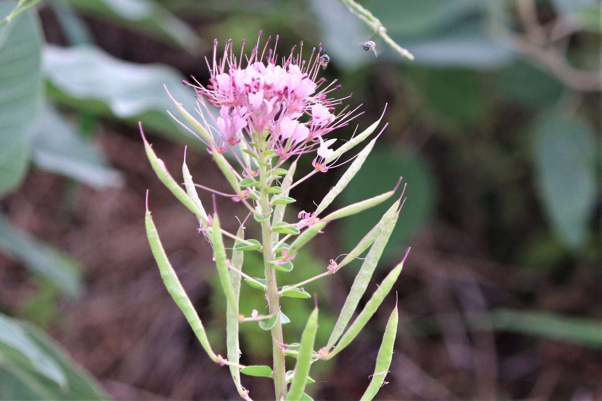 Imagem de Polanisia dodecandra subsp. riograndensis Iltis